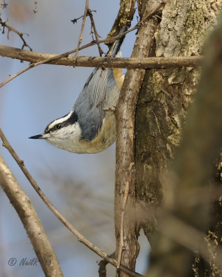Red-breasted Nuthatch DSCN_315522.JPG