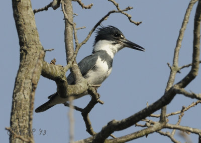 Belted Kingfisher DSCN_314721.JPG