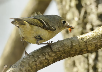Ruby-crowned Kinglet DSCN_314824.JPG