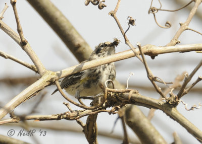 Yellow-rumped Warbler DSCN_314751.JPG