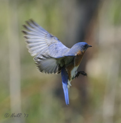 Eastern Bluebird DSCN_315590.JPG