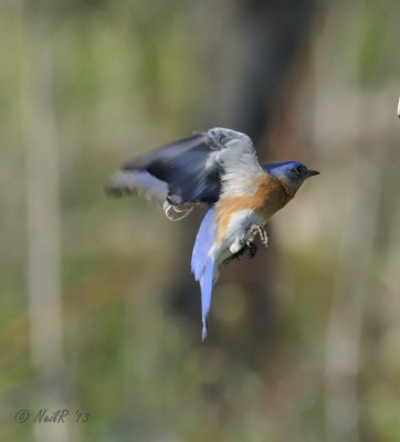 Eastern Bluebird DSCN_315592.JPG