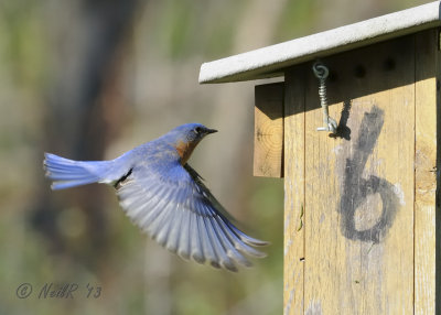 Eastern Bluebird DSCN_315593.JPG