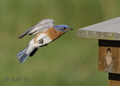 Eastern Bluebird DSCN_315612.JPG