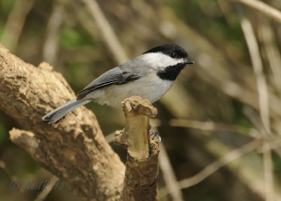 Carolina Chickadee DSCN_315520.JPG