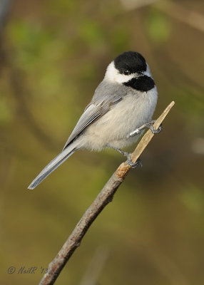 Carolina Chickadee DSCN_315674.JPG