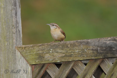 300 f/4 AFS at 500mm