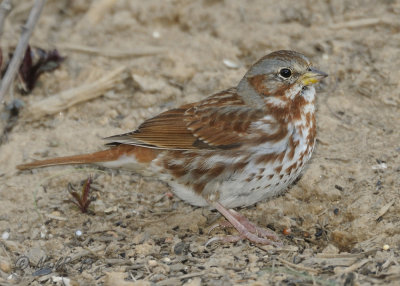 Sparrow, Fox DSCN_314402.JPG
