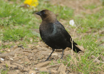 Cowbird, Brown-headed DSCN_316981.JPG