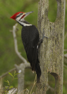 Woodpecker, Piliated DSCN_316974.JPG