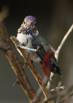 Hummingbird, Annas DSCN_310755.JPG