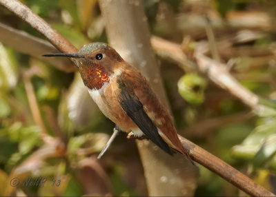 Hummingbird, Rufous DSCN_310422.JPG