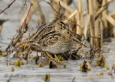 Snipe, Wilsons DSCN_312241.JPG