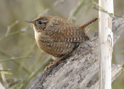 Wren, Winter DSCN_312031.JPG