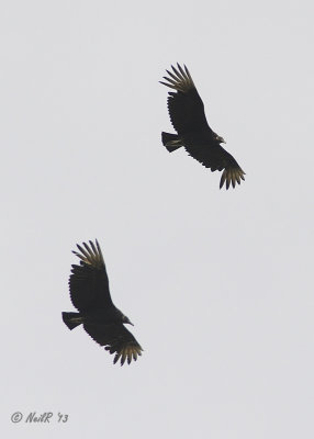 Vulture, Black DSCN_318135.JPG
