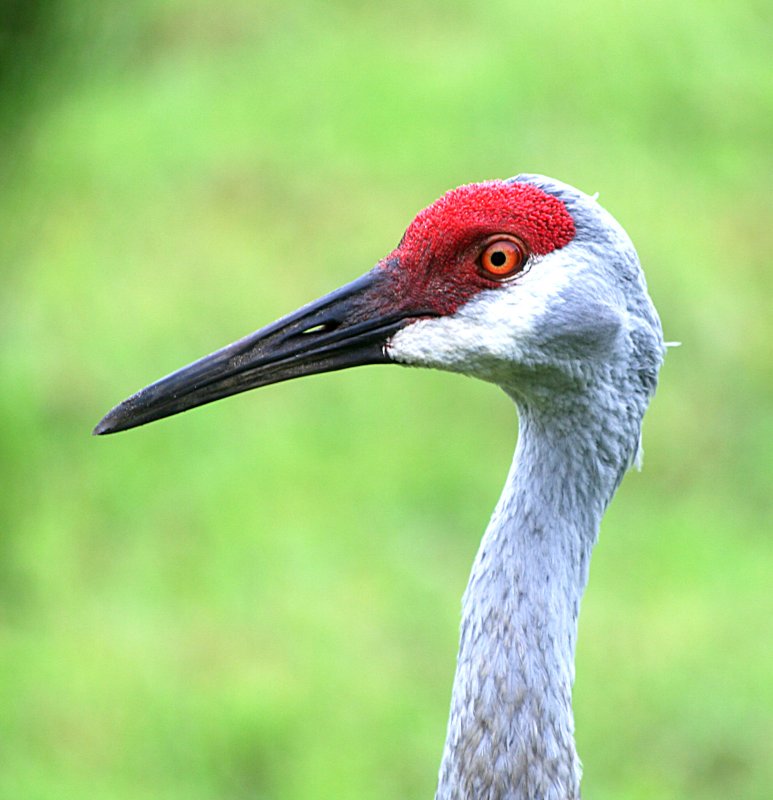 Sand Hill Crane