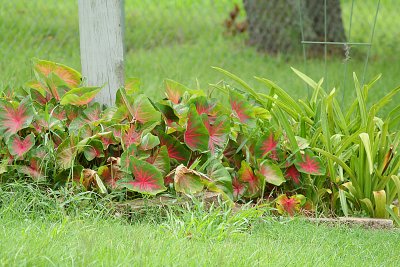 Plants by Marie