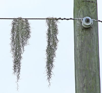 Spanish Moss