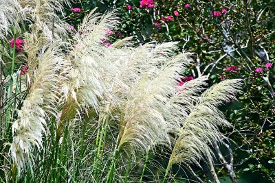 Sea Oats.