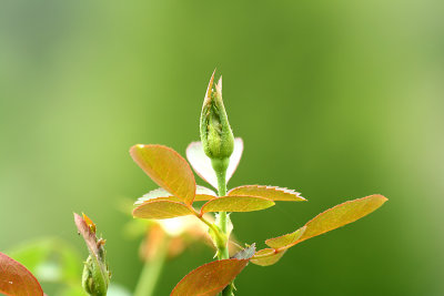 Rosebud.