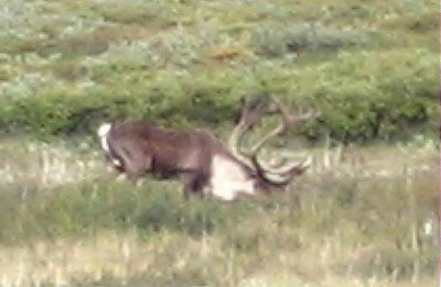 Denali Caribou.jpg