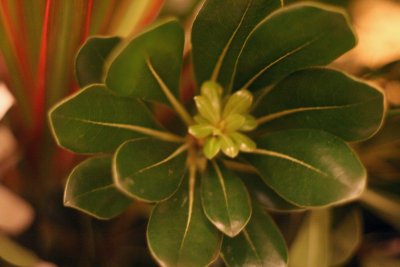 flora