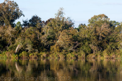 Armond Bayou Sunrise