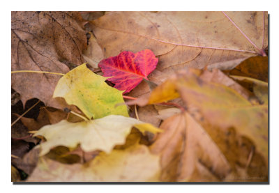 20121108_3a7b9279.jpg