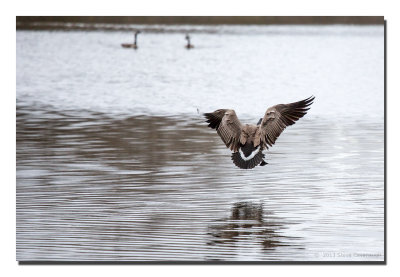 Birds of Spring, March 1, 2013