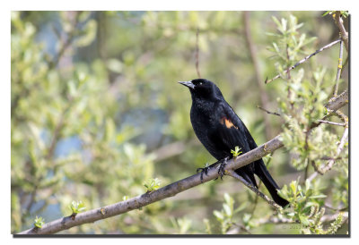 Red Winged Blackbird on April 22, 2013