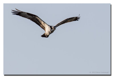 More Osprey, on April 24, 2013