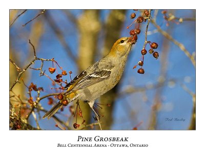 Pine Grosbeak-019