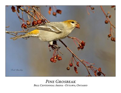 Pine Grosbeak-020