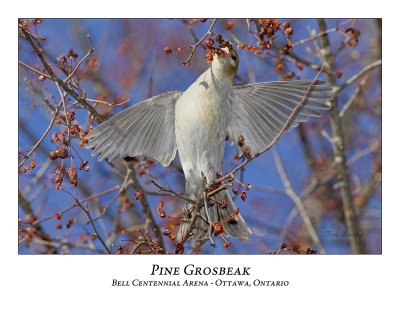 Pine Grosbeak-021