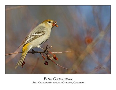 Pine Grosbeak-022