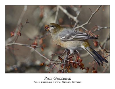 Pine Grosbeak-024