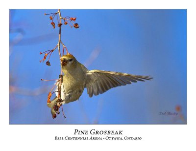 Pine Grosbeak-026
