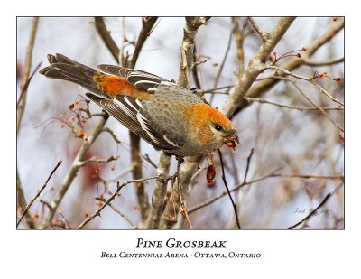 Pine Grosbeak-027