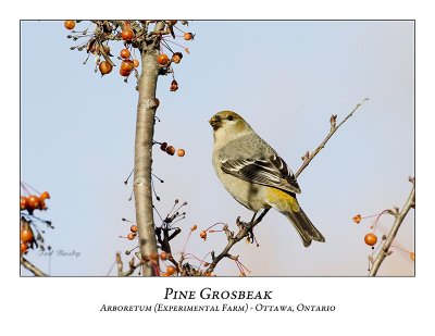 Pine Grosbeak-028