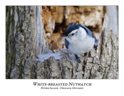 White-breasted Nuthatch-010
