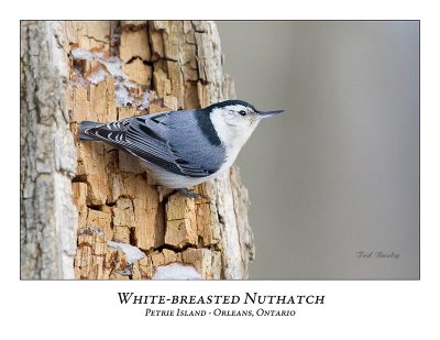 White-breasted Nuthatch-011