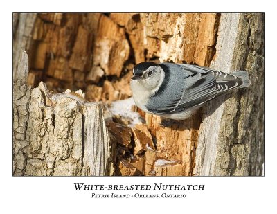 White-breasted Nuthatch-012