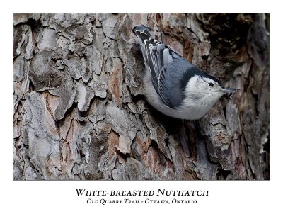 White-breasted Nuthatch-013
