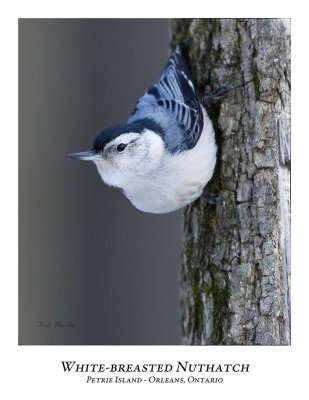 White-breasted Nuthatch-014