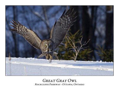 Great Gray Owl-063