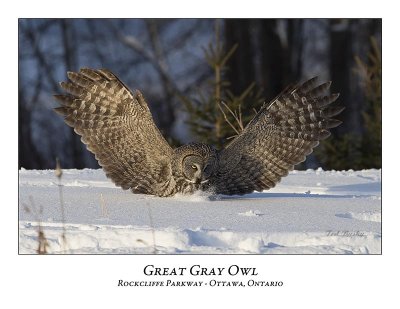 Great Gray Owl-064