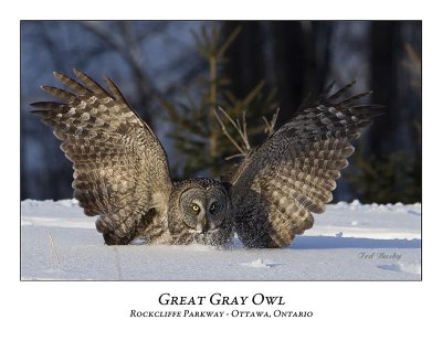 Great Gray Owl-065