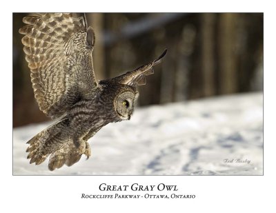 Great Gray Owl-066