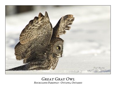 Great Gray Owl-067