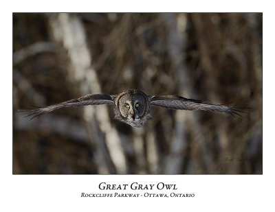 Great Gray Owl-068